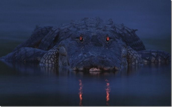 environment-croc_2371890k