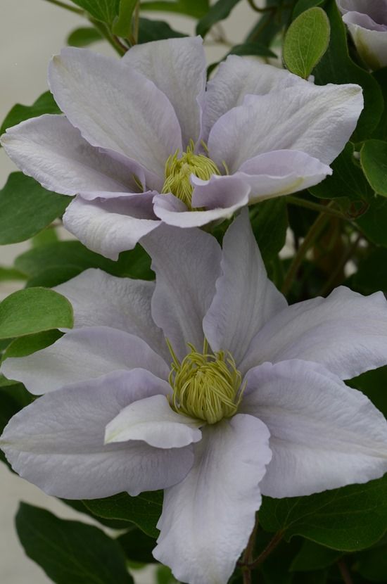 4 Clematis Chelsea