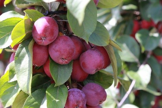 Crab apples (Malus sylvestris) otherwise known as the European apple are a  small variety of apple commonly used for the production of jam and wine.  They have the reputation of being sour