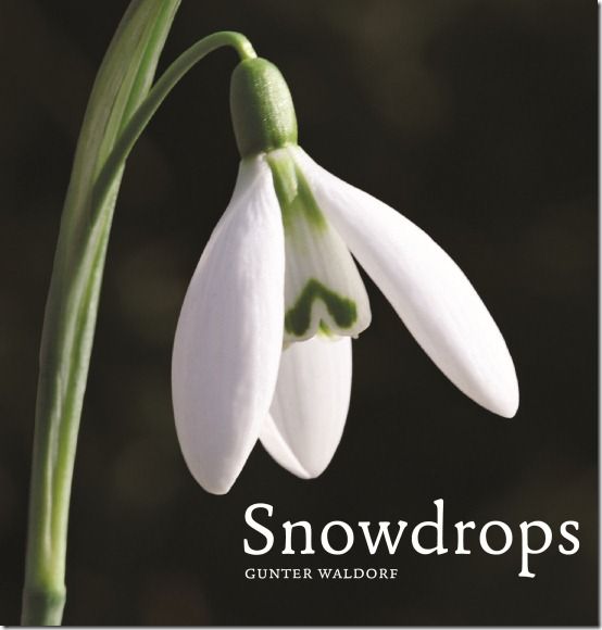 Snowdrops.jpg