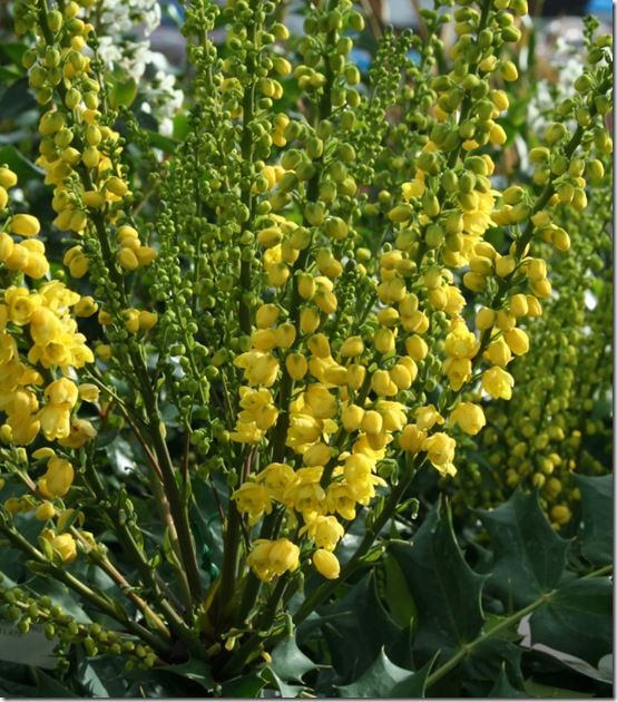 Mahonia 'Winter Sun'