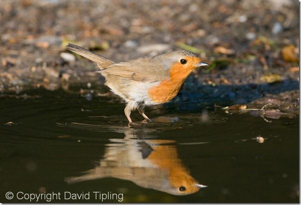 Robin Erithacus rubecula at puddle to drink Norfolk April