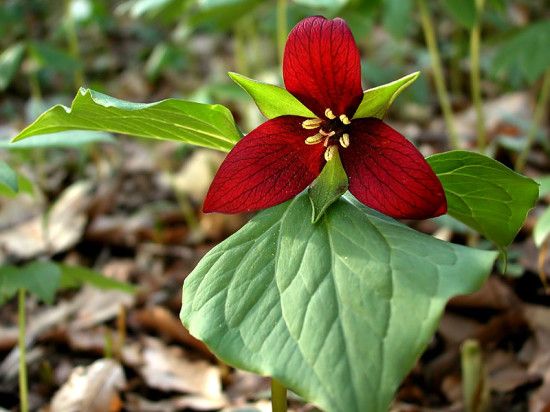 trillium_erectum