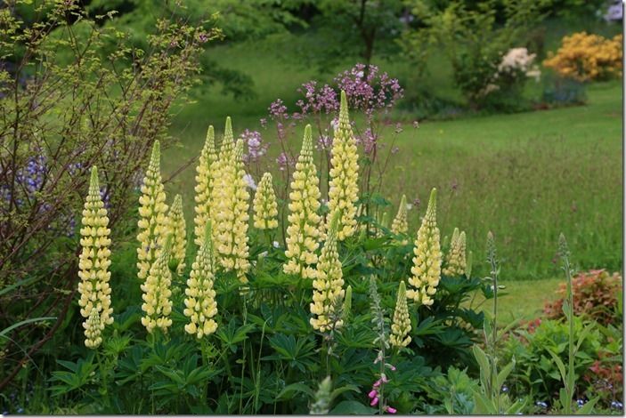 6 Lupins (1024x683)