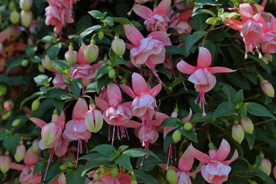 9 Fuchsia - trailing