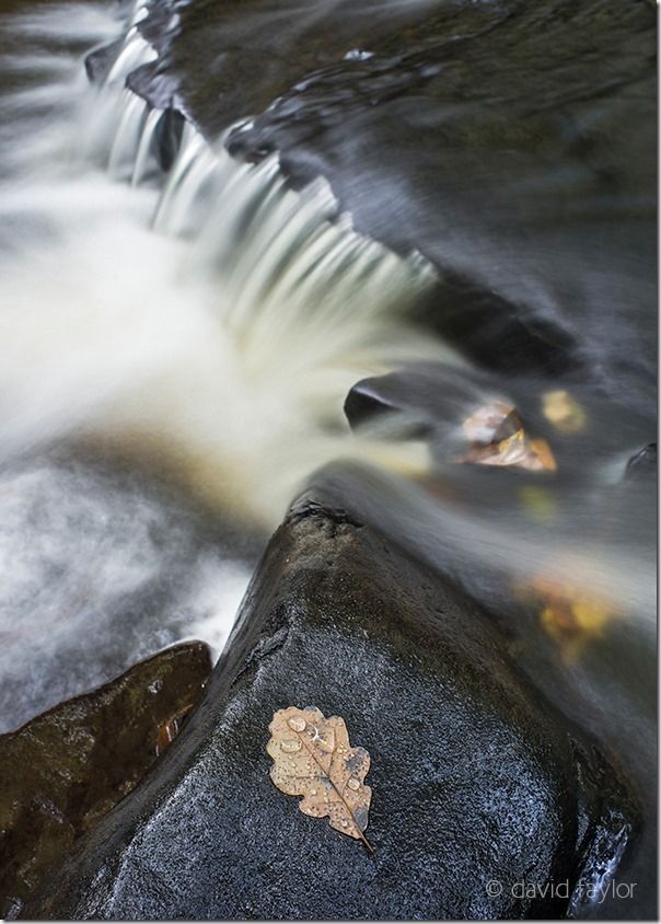 Oak leaf on a rock shelf waterfall on Hareshaw Burn, Northumberland National Park, England