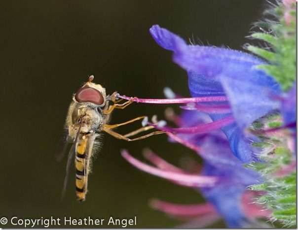 Hoverfly feeding on pollen on viper's bugloss