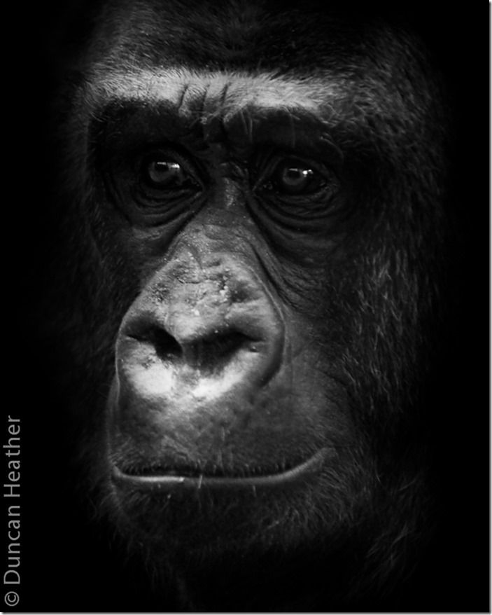 Gorilla Gorilla
