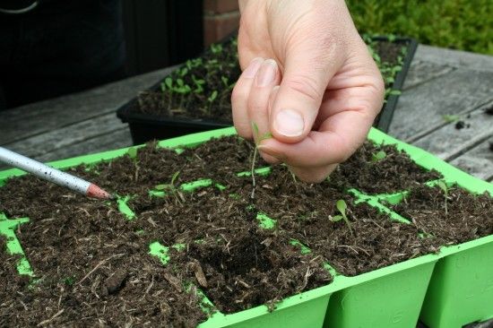 4 Pricking out