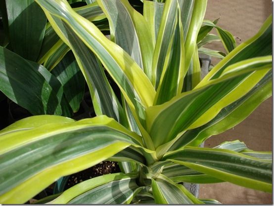 Dracaena Lemon Lime