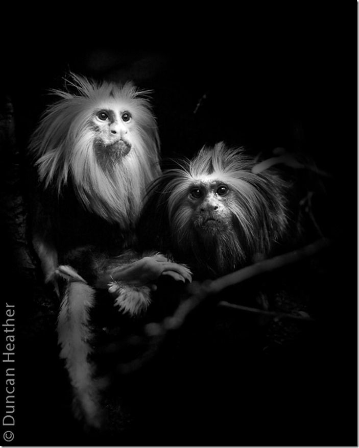 Golden-headed Lion Tamarins