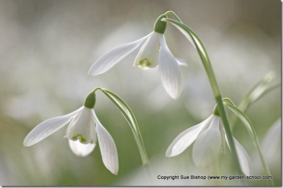 snowdrops