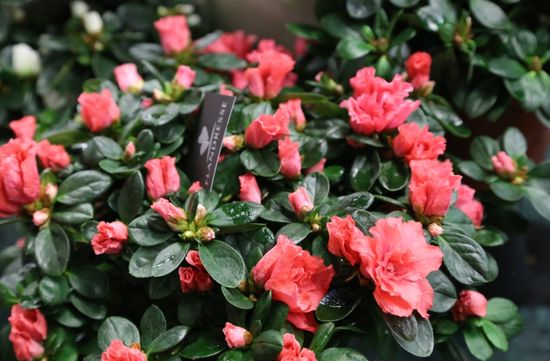 Azalea indica