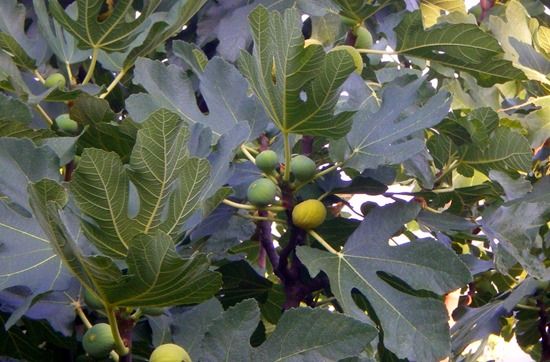 Figs, How To Grow Soft Fruit