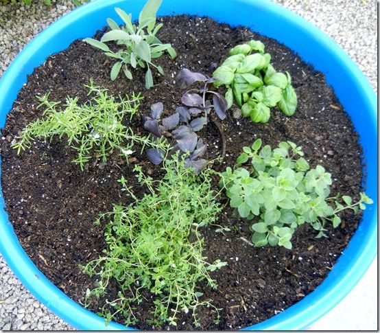 Newly-planted herbs