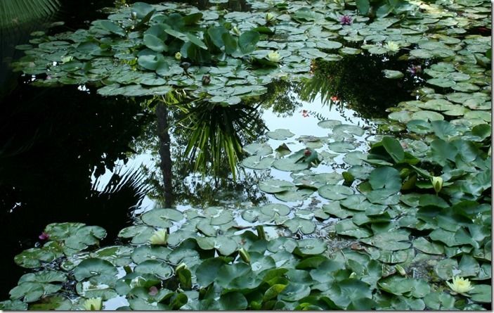 9 Reflections in the lily pool