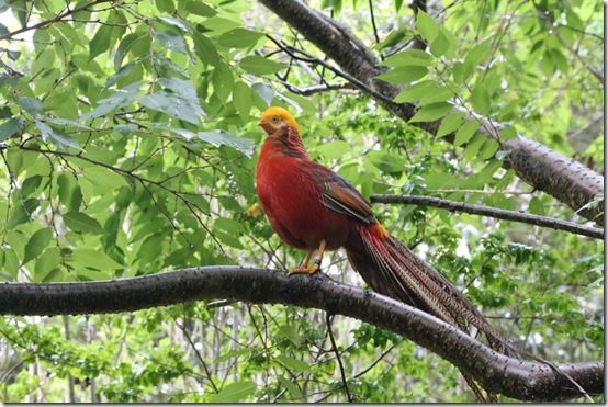 9. Royal pheasant 