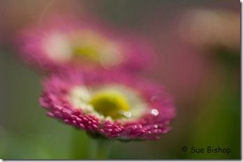 daisies focus front