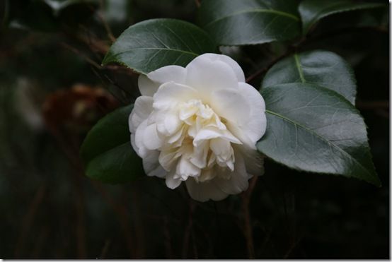 Camellia japonica 'Nobilissima'