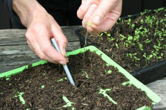 6 Pricking out (2)