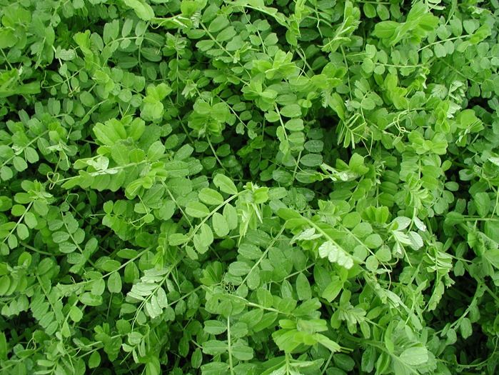 3 Vetch as green manure fixes nitrogen