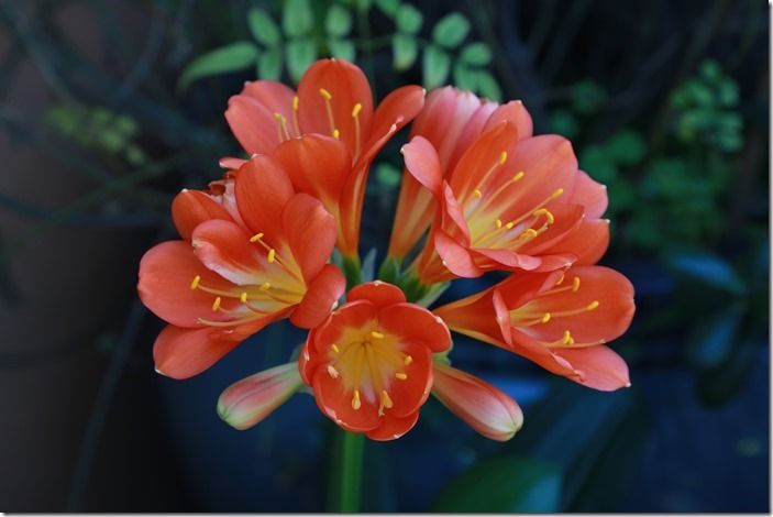 7 Clivia miniata