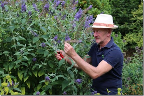 Deadheadin buddleja 