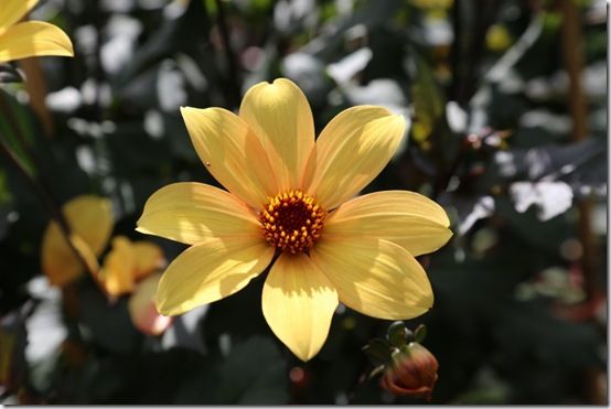 Dahlia 'Bishop of York'