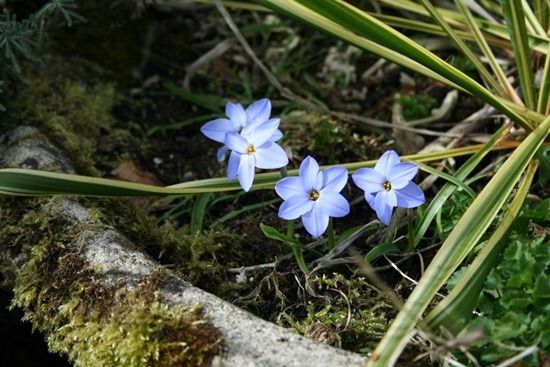 10 Ipheion 'Rolf Fiedler'