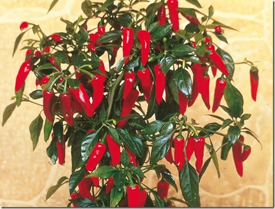 Chilli Apache