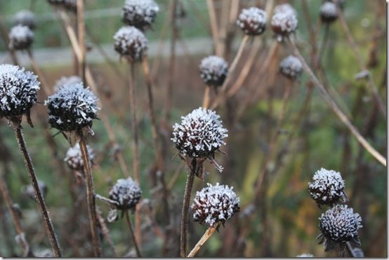 rudbeckia seedheads in winter 