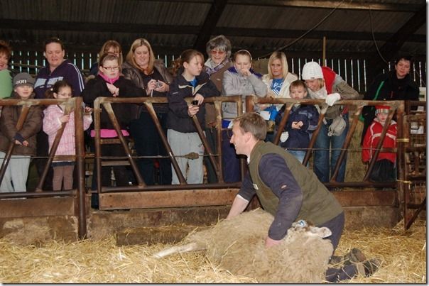 Easter Lambing at an open farm