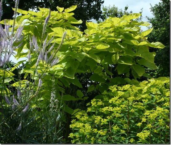 Catalpa bignoniodes 'Aurea'