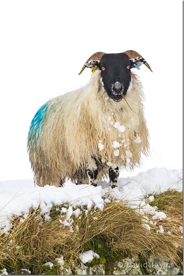 Blackface sheep on Hadrian's Wall near Housesteads Fort in the snow, Northumberland National Park, England, Cropping, images, crop, full frame, crop factor, APS-C, Canon, Nikon, sensors, camera sensor, lens, full-frame, 