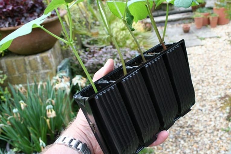 Container Gardening How To Grow Beans In Pots Gardening Learning With Experts