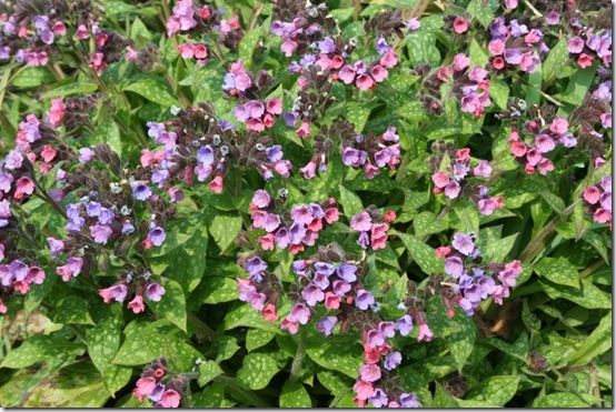 2. Pulmonaria saccharata 