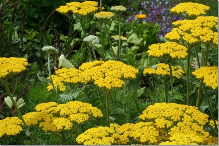 7 Acillea 'Gold plate'