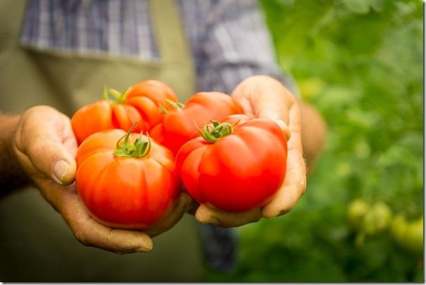 Fresh tomatoes