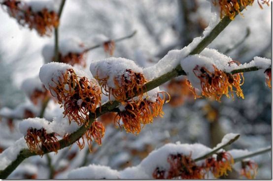 Hamamelis in snow 