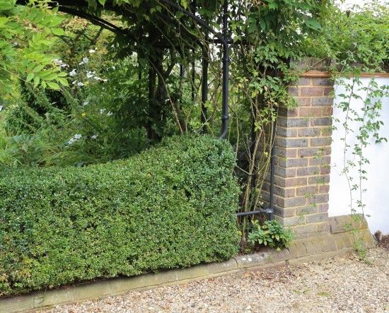 Buxus divider