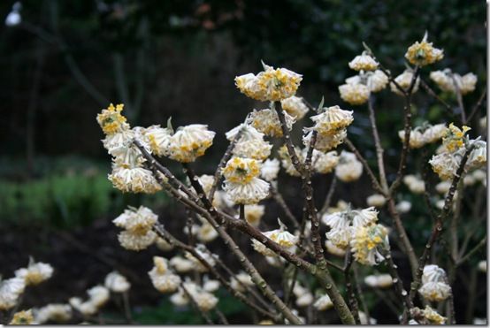 Edgworthia chrysantha