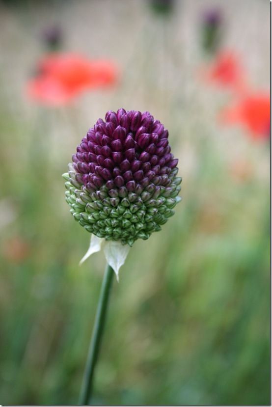 Allium sphaerocephalon