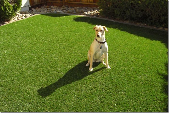 3 Dog on lawn