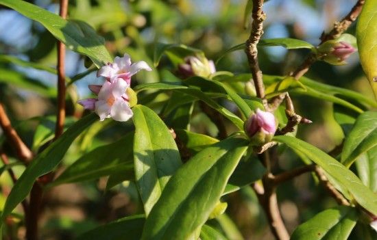 4 Daphne bholua 'Jacqueline Postill'