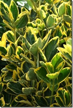 Euonymus japonicus 'Ovatus Aureus'