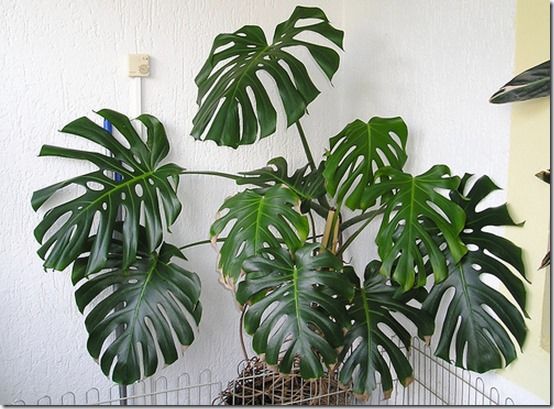 Monstera deliciosa