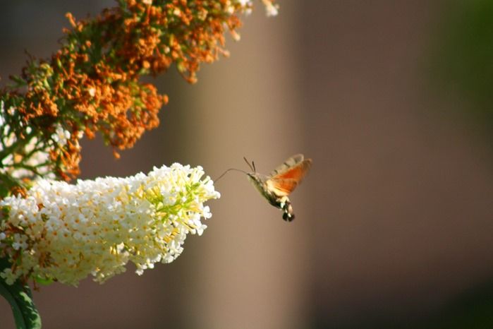 Hummingbird Hawk Moth, Erce