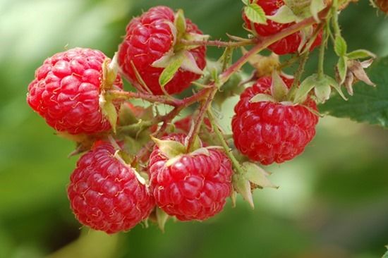 How To Grow Soft Fruit