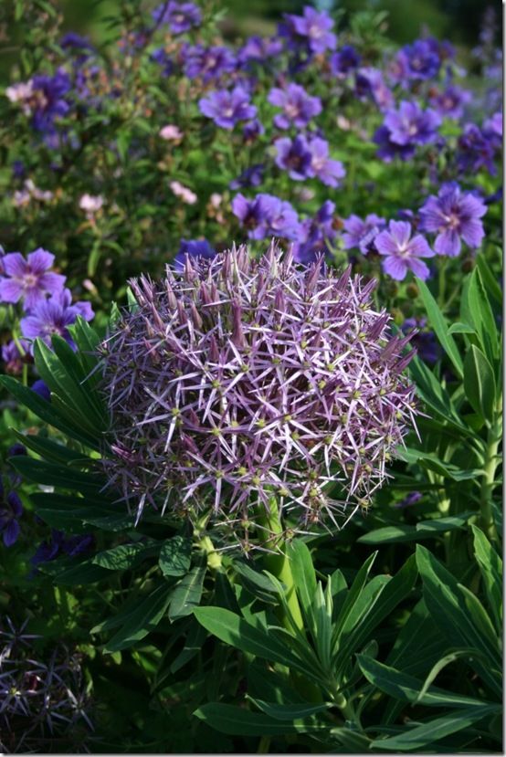 Allium christophii 2