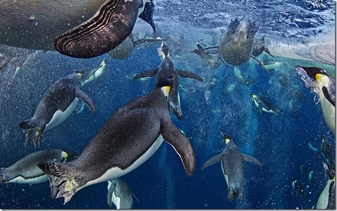 environment-pengui_2371857k